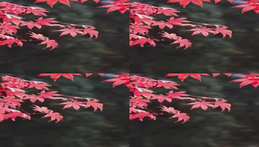 树叶在秋天变红高清在线视频素材下载