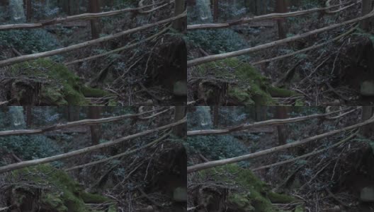 一片混乱的雪松林上有石头和枯叶。高清在线视频素材下载