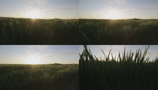 夏日日落或日出时的田园风光。在阳光的照耀下，从草地上升到田野的顶端。绿色的麦田和农场里的蓝天。绿色的草地。自然景观的荒野。农业高清在线视频素材下载