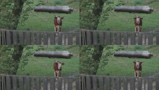 在一片绿色森林的边缘，一头牛站在一扇紧闭的木门前，惊奇地看着它前面的东西高清在线视频素材下载