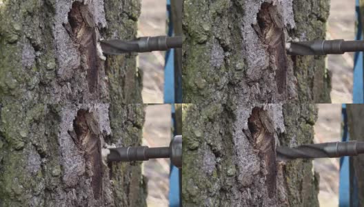 4月在桦树上钻洞，以获得桦树汁高清在线视频素材下载