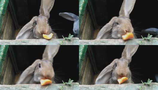一只灰色的兔子在一个敞开的木笼子里吃着一片卷心菜的绿叶。畜牧业的概念高清在线视频素材下载