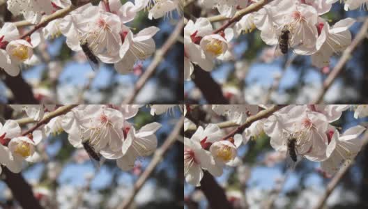 日本。3月。一只蜜蜂在梅花上采集花蜜。高清在线视频素材下载