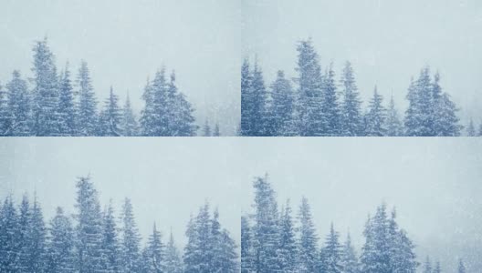 冬天下雪的森林里，柔软的雪花在圣诞节的早晨飘落。冬天的风景。雪覆盖的树木高清在线视频素材下载
