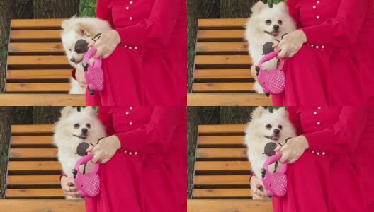 一只白色的小博美犬斯皮兹坐在公园的长椅上，旁边是一个穿红裙子的女人。高清在线视频素材下载