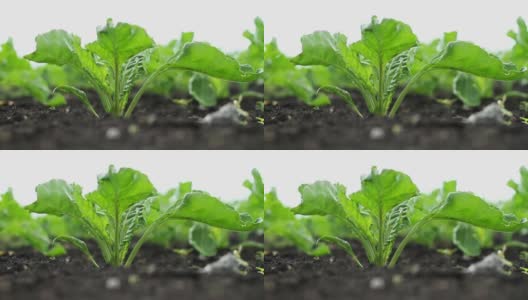 甜菜的栽培甜菜绿芽的特写镜头。高清在线视频素材下载