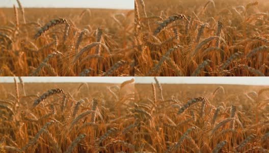 太阳落山时，田里的麦穗落了下来。小麦农业收获农业经营理念。走在大片的麦田里。夏季大丰收的麦田上景观生活方式。在BMPCC 6K上拍摄高清在线视频素材下载