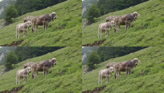 在多云的天空中，没有人的日子里，小牛和牛妈妈站在山坡上，嚼着它们吃过的草高清在线视频素材下载