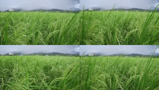 暴风雨席卷了泰国北部农村的稻田。高清在线视频素材下载