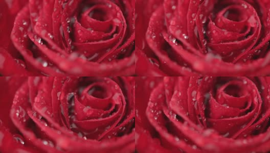 红玫瑰高清在线视频素材下载