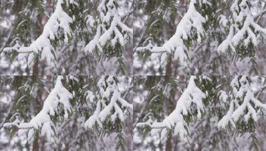 白雪覆盖的木头。冬季森林。高清在线视频素材下载