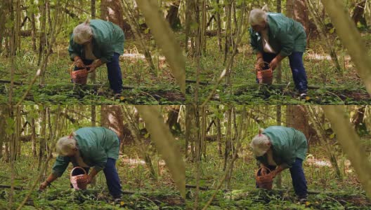 一位老妇人在森林里采蘑菇高清在线视频素材下载
