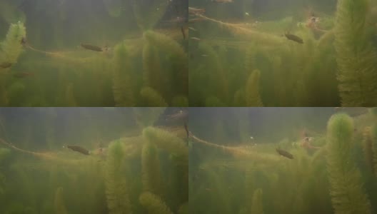 水下淡水鱼高清在线视频素材下载