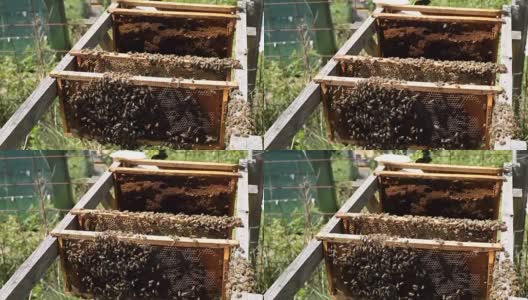 蜜蜂的蜂房高清在线视频素材下载