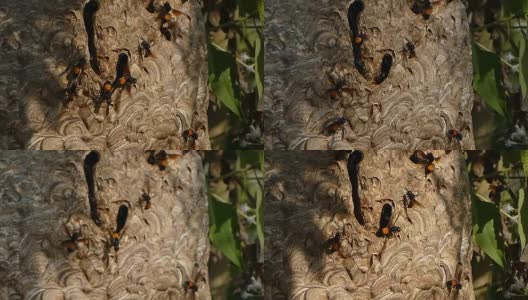 巢中的黄蜂高清在线视频素材下载