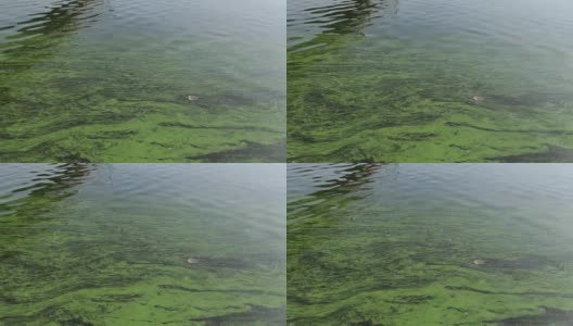 水藻在水上开花高清在线视频素材下载