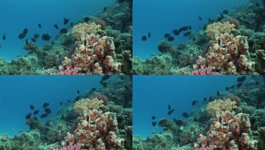 红海水下的鱼群。高清在线视频素材下载