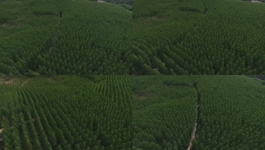 鸟瞰图桉树森林，圣保罗，巴西高清在线视频素材下载