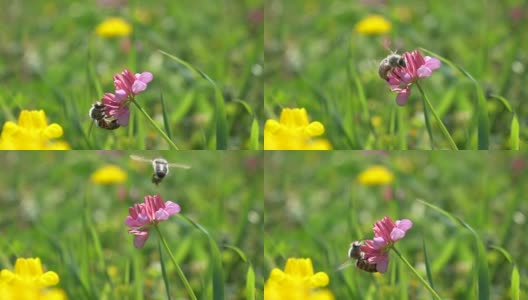 蜜蜂采摘野花高清在线视频素材下载