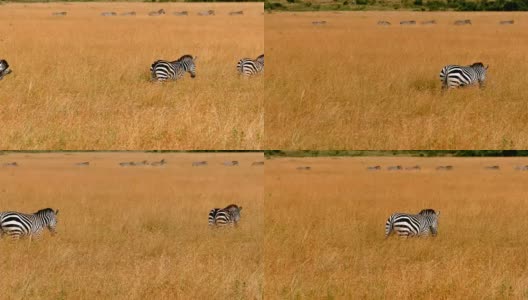 肯尼亚大角马迁徙中的斑马高清在线视频素材下载