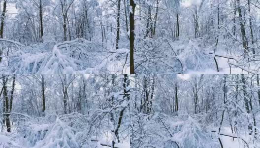 森林里白雪皑皑的树枝。冬天的童话背景高清在线视频素材下载