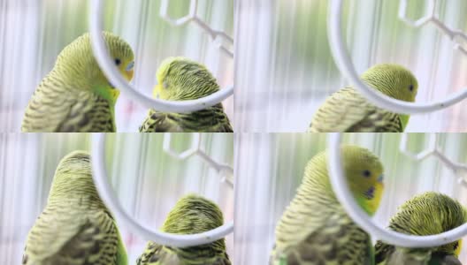 虎皮鹦鹉在鸟笼里接吻高清在线视频素材下载
