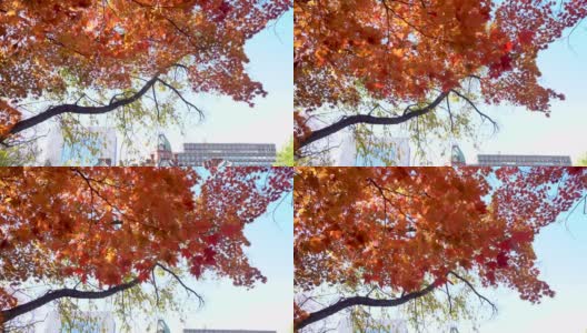 北海道政府办公室秋日公园树上飘散的桔黄色树叶高清在线视频素材下载