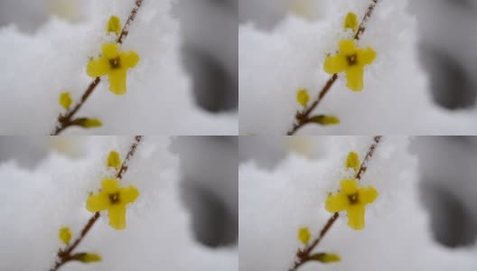 黄色的花上一丛覆盖着一层雪的春天特写。高清在线视频素材下载