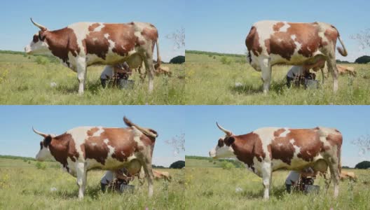 一个阳光明媚的日子里，挤奶女工在村里的草地上挤牛奶高清在线视频素材下载