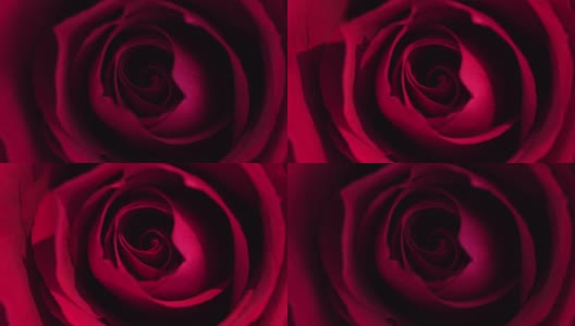 微景光画上的红色玫瑰花瓣高清在线视频素材下载