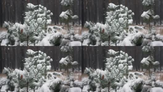 近距离观察松枝与绿针覆盖霜和雪花飘落在缓慢的mo高清在线视频素材下载