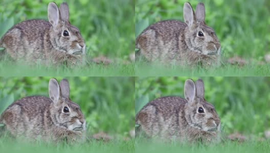小棉尾兔在草面包是平静的，然后开始呼吸更快，更警觉高清在线视频素材下载