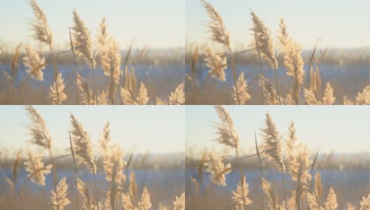 芦苇在雪的背景下随风摇曳。芦苇的特写镜头。自然的背景，风中的芦苇。冬天的风景高清在线视频素材下载