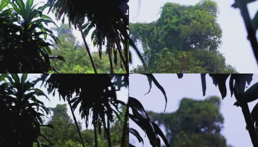 最大的树焦油尼姆瀑布秘密魔法花园苏梅岛。高清在线视频素材下载
