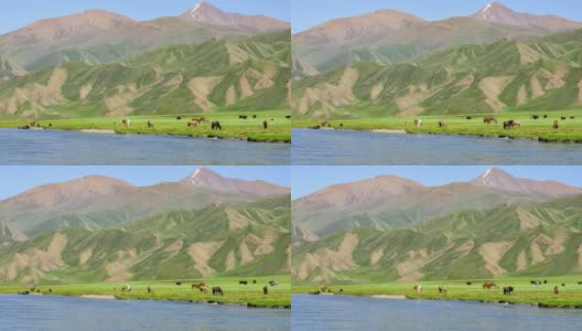 春天草原上的马。绿色的草地和有马的山脉。高清在线视频素材下载