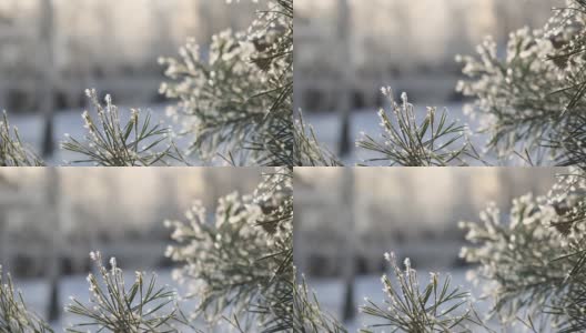 近距离观看美丽的绿色树枝的圣诞节新鲜的松树覆盖着霜白色的雪。阳光明媚的冬季森林景观。蓝色和黄色的天空。日落，4k库存视频素材。高清在线视频素材下载