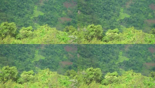 从印度古吉拉特邦萨普特拉的萨普特拉桌子点看到的山前的树木的特写镜头。自然背景。高清在线视频素材下载