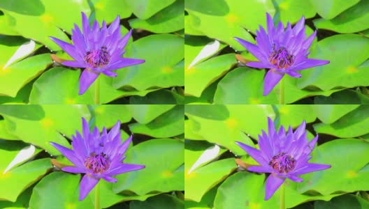 紫色荷花与蜜蜂的对比较低高清在线视频素材下载