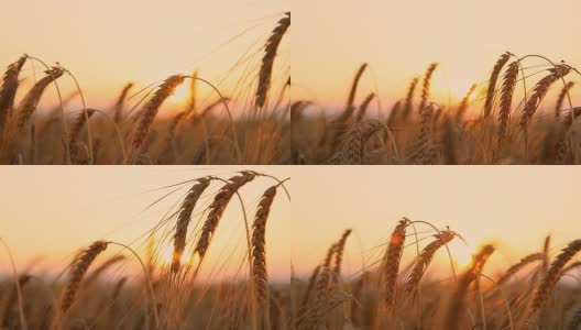 高清多莉:美丽的小麦叶片在日落高清在线视频素材下载