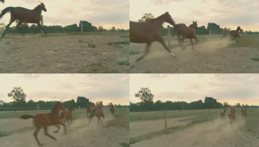 HD CRANE:马在围场中奔跑高清在线视频素材下载