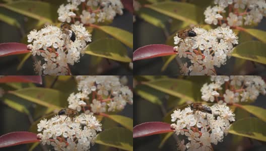 白花上的蜜蜂高清在线视频素材下载