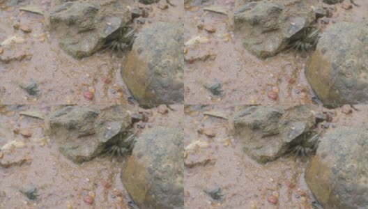 海滩上岩石里的小螃蟹高清在线视频素材下载