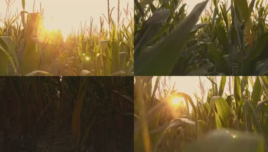 低角度拍摄的玉米田高清在线视频素材下载