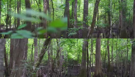 柏树沼泽的秃柏树。美国南部南卡罗来纳湿地全景高清在线视频素材下载