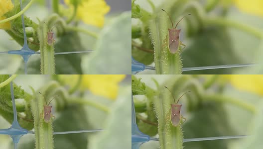 植物虫或玻眼虫高清在线视频素材下载