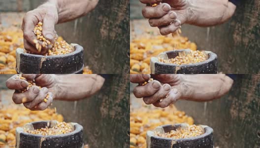 用手捡起和掉落的玉米粒高清在线视频素材下载