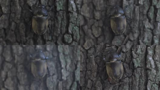 一只雌性甲虫在东京街道附近的树上拿着高清在线视频素材下载
