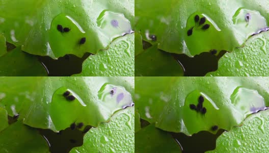 蝌蚪和鱼儿在绿色的水中游泳高清在线视频素材下载