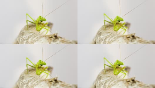 螳螂捕食蟋蟀高清在线视频素材下载