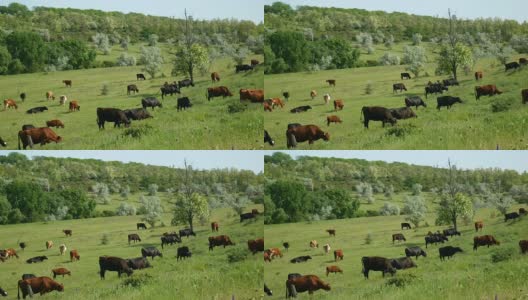 近距离观看一群吃草的牛。绿色的草地，美丽的花朵和蓝色的云的自然农场景观。高清在线视频素材下载